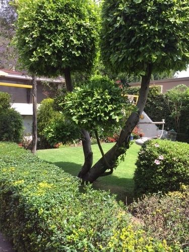 مدينة مكسيكو Grupo Kings Suites - Bosque De Duraznos 72 المظهر الخارجي الصورة